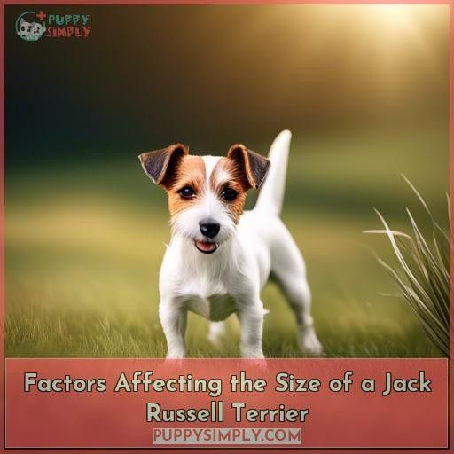 Factors Affecting the Size of a Jack Russell Terrier