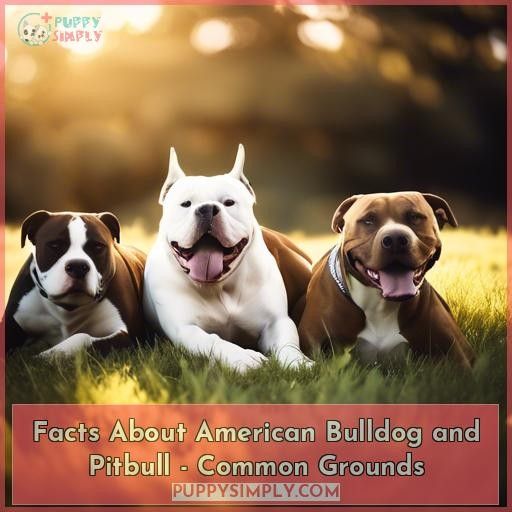 Facts About American Bulldog and Pitbull - Common Grounds