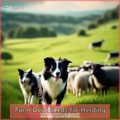Farm Dog Breeds for Herding