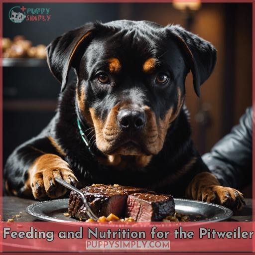 Feeding and Nutrition for the Pitweiler