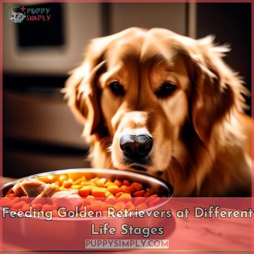 Feeding Golden Retrievers at Different Life Stages