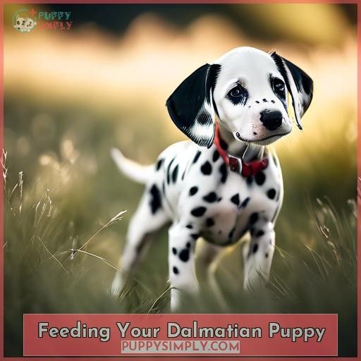 Feeding Your Dalmatian Puppy