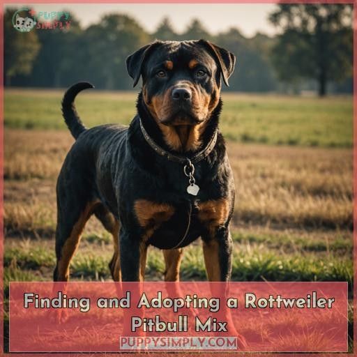 Finding and Adopting a Rottweiler Pitbull Mix