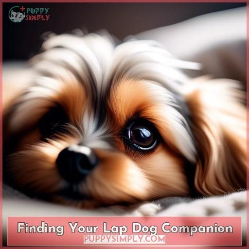 Finding Your Lap Dog Companion