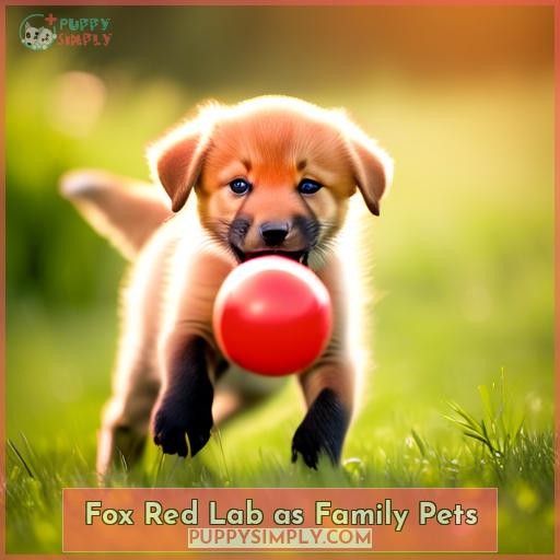 Fox Red Lab as Family Pets