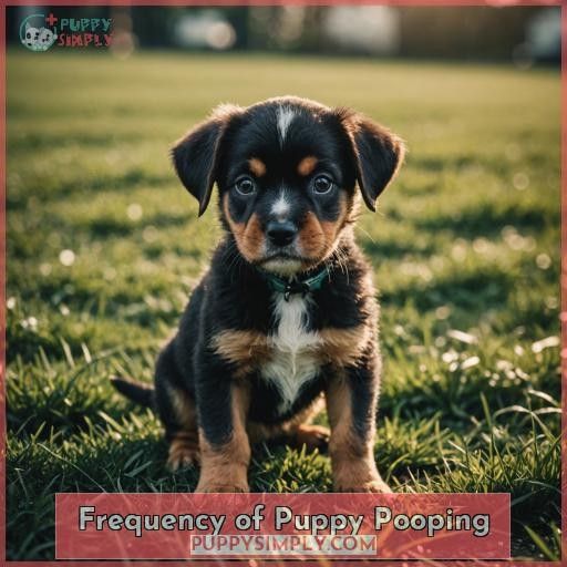 Frequency of Puppy Pooping