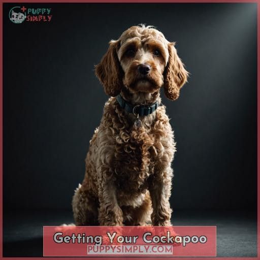 Getting Your Cockapoo