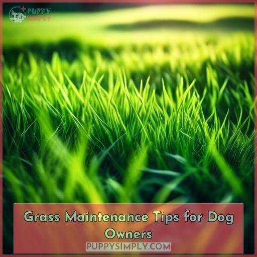 Grass Maintenance Tips for Dog Owners