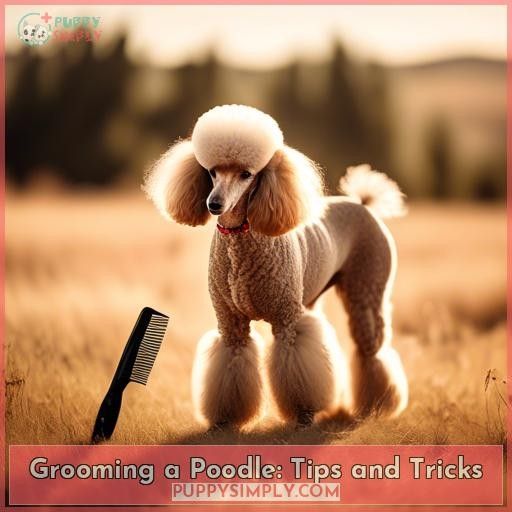 Grooming a Poodle: Tips and Tricks