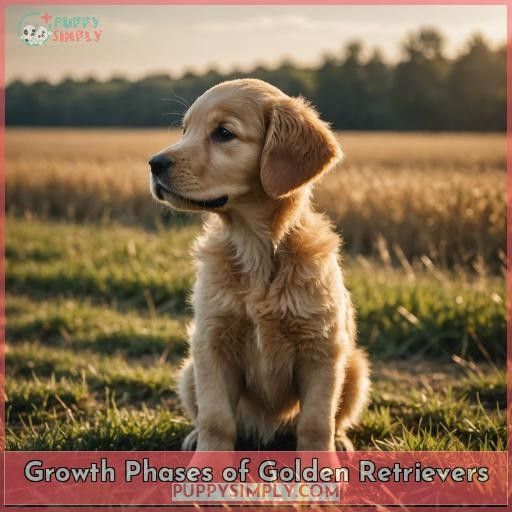 Growth Phases of Golden Retrievers