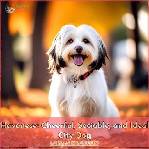 Havanese: Cheerful, Sociable, and Ideal City Dog