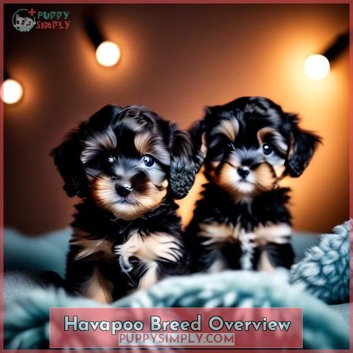 Havapoo Breed Overview