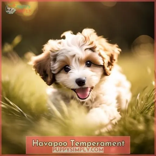 Havapoo Temperament