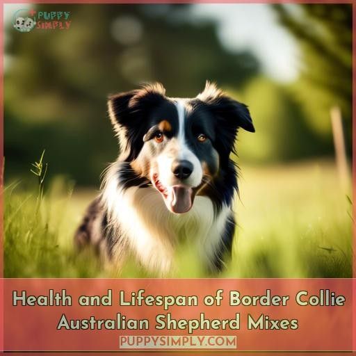 Health and Lifespan of Border Collie Australian Shepherd Mixes