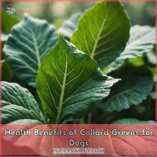 Health Benefits of Collard Greens for Dogs