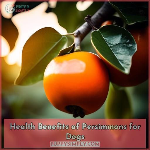 Health Benefits of Persimmons for Dogs