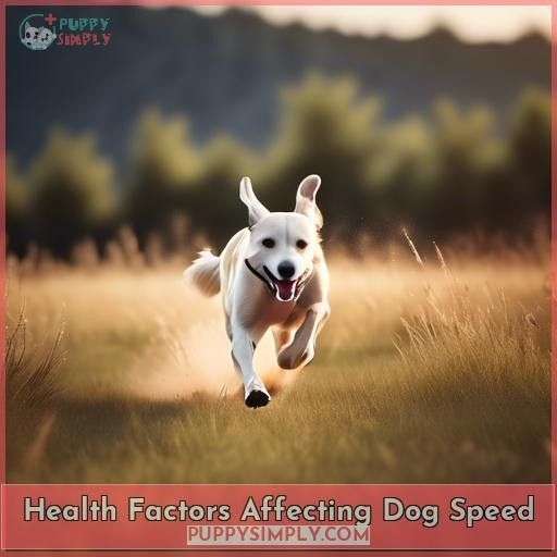 Health Factors Affecting Dog Speed