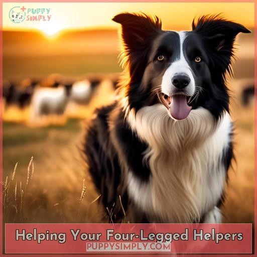 Helping Your Four-Legged Helpers
