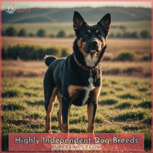 Highly Independent Dog Breeds