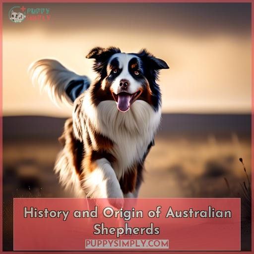 History and Origin of Australian Shepherds