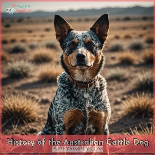 History of the Australian Cattle Dog