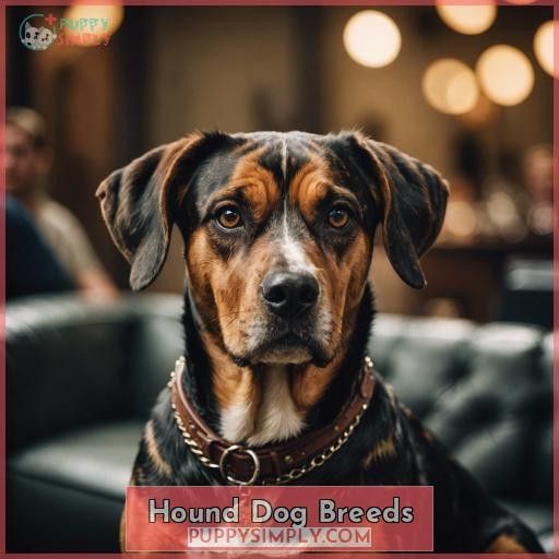 Hound Dog Breeds