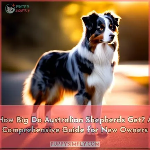how big do australian shepherds get