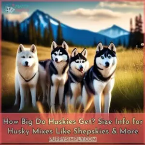 how big do huskies get plus size info for husky mixes