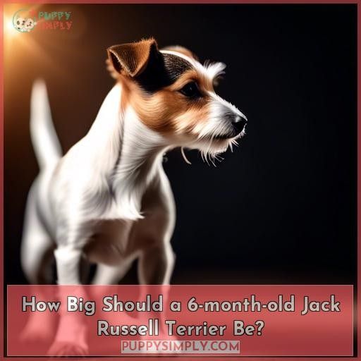 How Big Should a 6-month-old Jack Russell Terrier Be