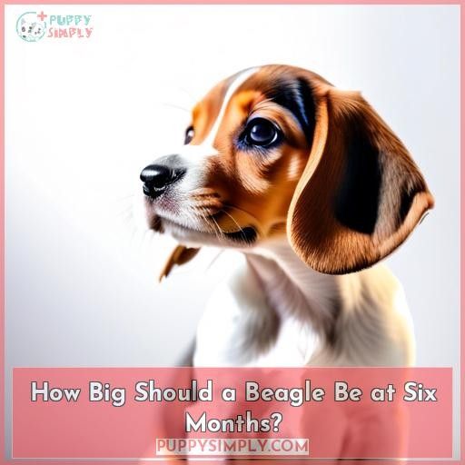 How Big Should a Beagle Be at Six Months