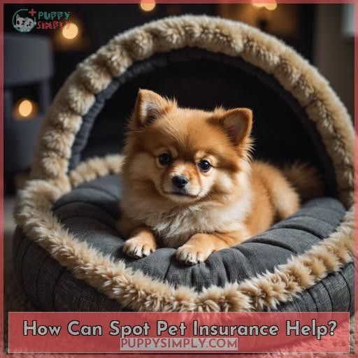 How Can Spot Pet Insurance Help