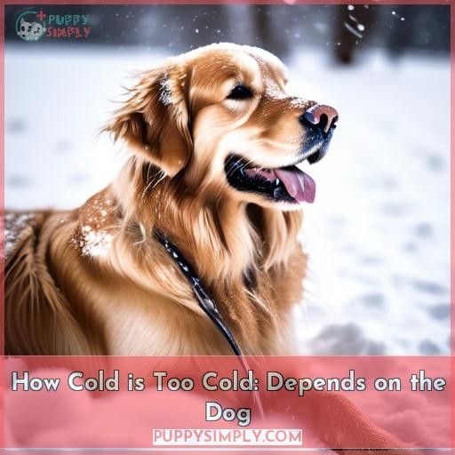 How Cold is Too Cold: Depends on the Dog