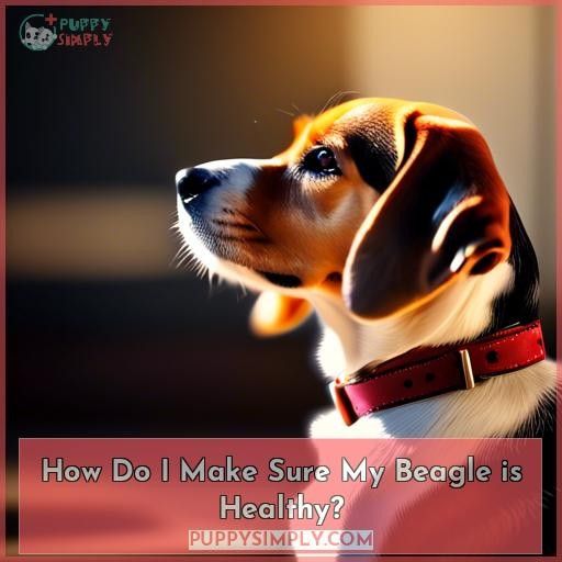 How Do I Make Sure My Beagle is Healthy