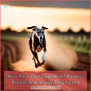 how fast can a dog run