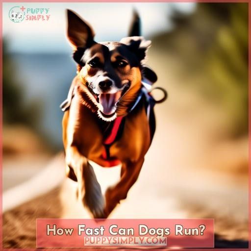 How Fast Can Dogs Run