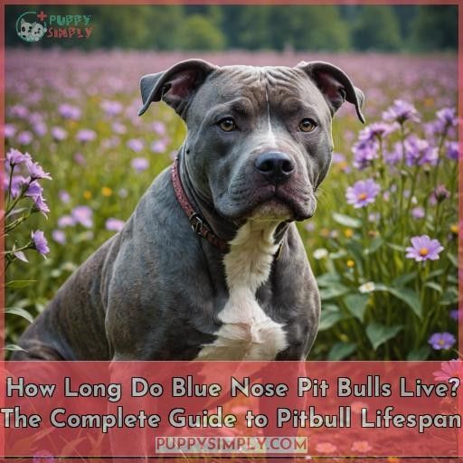 how long do blue nose pit bulls live