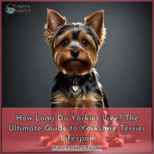 how long do yorkies live