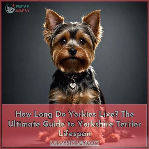 How Long Do Yorkies Live? The Ultimate Guide to Yorkshire Terrier Lifespan