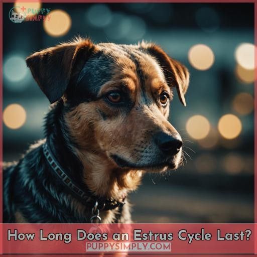 How Long Does an Estrus Cycle Last