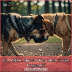 how many times should a dog mate to get pregnant