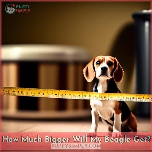 How Much Bigger Will My Beagle Get