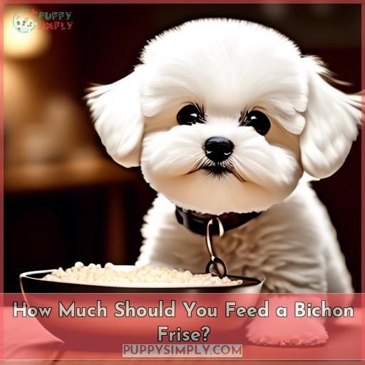 How Much Should You Feed a Bichon Frise