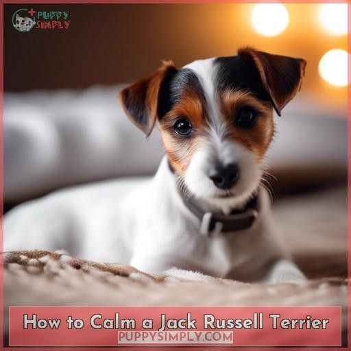 How to Calm a Jack Russell Terrier