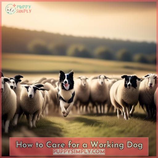 How to Care for a Working Dog