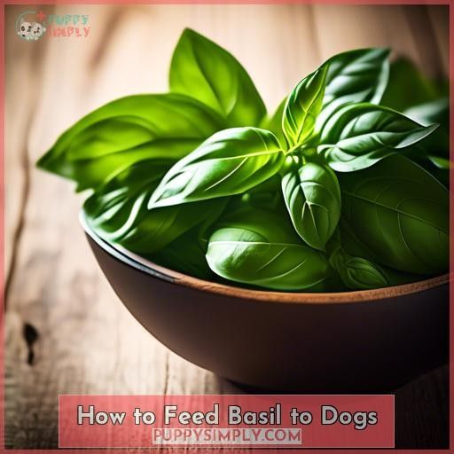 How to Feed Basil to Dogs