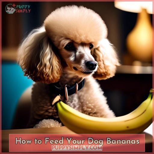 How to Feed Your Dog Bananas