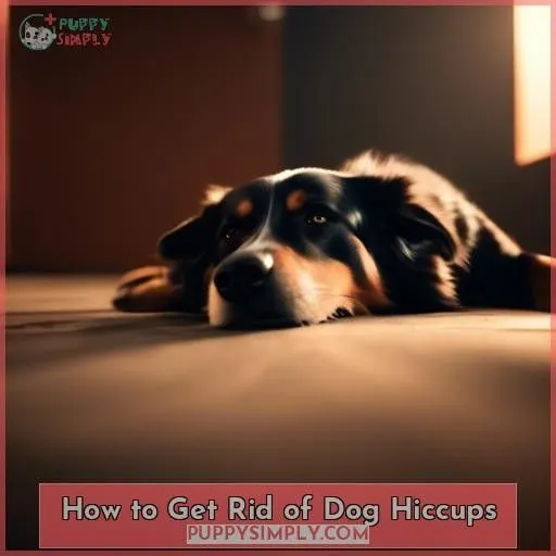 How to Get Rid of Dog Hiccups