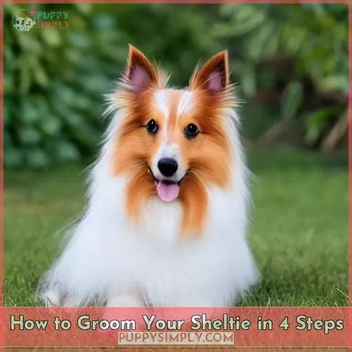 How to Groom Your Sheltie in 4 Steps