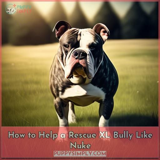 How to Help a Rescue XL Bully Like Nuke