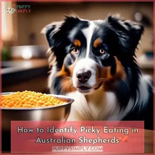 How to Identify Picky Eating in Australian Shepherds